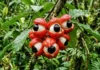 Como a domesticação ancestral do guaraná pelos Saterê-Mawé revela o poder biológico da maior fonte de cafeína da Amazônia