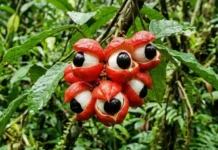Como a domesticação ancestral do guaraná pelos Saterê-Mawé revela o poder biológico da maior fonte de cafeína da Amazônia