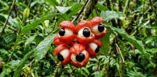 Como a domesticação ancestral do guaraná pelos Saterê-Mawé revela o poder biológico da maior fonte de cafeína da Amazônia