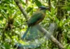 JURUVA: A ave amazônica com uma cauda em forma de raquete que dança como um pêndulo