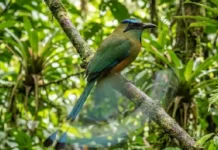 JURUVA: A ave amazônica com uma cauda em forma de raquete que dança como um pêndulo