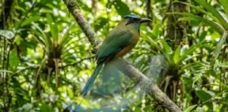 JURUVA: A ave amazônica com uma cauda em forma de raquete que dança como um pêndulo