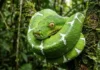 Como a fascinante cobra-papagaio utiliza a camuflagem perfeita para reinar nas copas das árvores da Floresta Amazônica