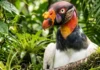 O raro urubu-rei esconde um segredo em suas cores que dita as regras de sobrevivência na selva amazônica