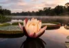 O raro mecanismo biológico da vitória-régia que eleva sua própria temperatura para atrair insetos na escuridão amazônica Flor de vitória-régia gigante em primeiro plano abrindo as pétalas brancas e rosadas sobre as águas escuras de um lago amazônico ao entardecer. Ao fundo, uma fina camada de névoa flutua sobre a água espelhada, com a silhueta densa da floresta tropical sob um céu com nuvens tingidas de tons suaves de rosa e dourado
