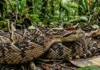 Como o veneno da serpente surucucu pico de jaca desafia a medicina e a conservação da floresta Amazônica