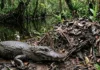 Como o aquecimento global ameaça o nascimento de fêmeas do jacaré-açu e altera a biodiversidade na Amazônia