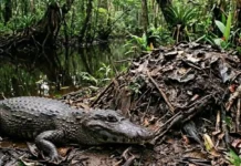 Como o aquecimento global ameaça o nascimento de fêmeas do jacaré-açu e altera a biodiversidade na Amazônia