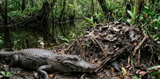 Como o aquecimento global ameaça o nascimento de fêmeas do jacaré-açu e altera a biodiversidade na Amazônia