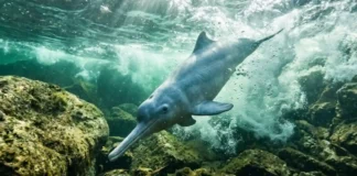 Como a rara toninha do Rio Tocantins desafia a extinção nas águas encachoeiradas da Amazônia Oriental