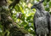 Como a semelhança entre o gavião-real-falso e a harpia desafia os ornitólogos e a conservação na Amazônia