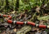 Como a evolução da falsa-coral desafia cientistas na Amazônia e transforma o medo em conservação da biodiversidade