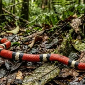 Como a evolução da falsa-coral desafia cientistas na Amazônia e transforma o medo em conservação da biodiversidade