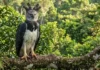 Como a conservação do gavião-real na floresta protege a biodiversidade da Amazônia e impulsiona o ecoturismo sustentável