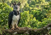 Como a conservação do gavião-real na floresta protege a biodiversidade da Amazônia e impulsiona o ecoturismo sustentável