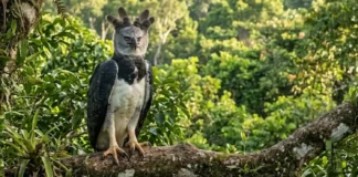 Como a conservação do gavião-real na floresta protege a biodiversidade da Amazônia e impulsiona o ecoturismo sustentável