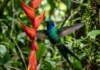 Como os segredos biológicos do beija-flor na Amazônia inspiram a engenharia tecnológica e mobilizam projetos de conservação ambiental