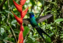 Como os segredos biológicos do beija-flor na Amazônia inspiram a engenharia tecnológica e mobilizam projetos de conservação ambiental