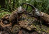 Como a engenharia natural do besouro-rinoceronte transforma troncos caídos e renova os solos da floresta na Amazônia