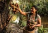 Como a manteiga de murumuru revoluciona a indústria cosmética global e transforma a economia extrativista na Amazônia