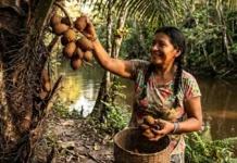 Como a manteiga de murumuru revoluciona a indústria cosmética global e transforma a economia extrativista na Amazônia