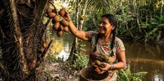 Como a manteiga de murumuru revoluciona a indústria cosmética global e transforma a economia extrativista na Amazônia