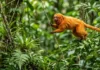 Como a conservação do mico-leão-dourado na Mata Atlântica inspira o ecoturismo sustentável e protege a biodiversidade brasileira