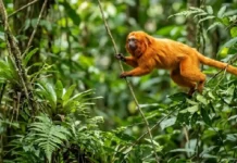 Como a conservação do mico-leão-dourado na Mata Atlântica inspira o ecoturismo sustentável e protege a biodiversidade brasileira