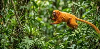 Como a conservação do mico-leão-dourado na Mata Atlântica inspira o ecoturismo sustentável e protege a biodiversidade brasileira