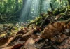 Como o mimetismo do peixe-folha desafia cientistas na Amazônia e transforma o ecoturismo na preservação dos rios