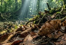 Como o mimetismo do peixe-folha desafia cientistas na Amazônia e transforma o ecoturismo na preservação dos rios