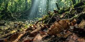 Como o mimetismo do peixe-folha desafia cientistas na Amazônia e transforma o ecoturismo na preservação dos rios