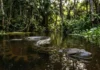 Como a sucuri-verde e os rios amazônicos revelam os segredos de sobrevivência da maior serpente em peso do mundo