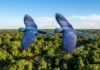 Como os voos sincronizados e a comunicação da arara-azul-grande revelam as estratégias de sobrevivência da espécie na Amazônia