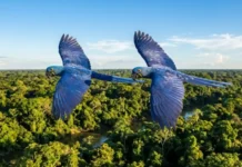 Como os voos sincronizados e a comunicação da arara-azul-grande revelam as estratégias de sobrevivência da espécie na Amazônia