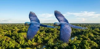 Como os voos sincronizados e a comunicação da arara-azul-grande revelam as estratégias de sobrevivência da espécie na Amazônia