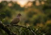 Como a juriti e a língua tupi revelam a profunda conexão da cultura brasileira com a biodiversidade das florestas