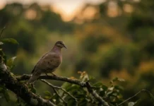 Como a juriti e a língua tupi revelam a profunda conexão da cultura brasileira com a biodiversidade das florestas