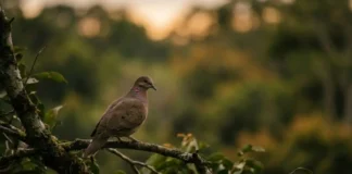 Como a juriti e a língua tupi revelam a profunda conexão da cultura brasileira com a biodiversidade das florestas