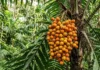 Como o betacaroteno do tucumã protege a fauna silvestre e impulsiona a bioeconomia sustentável nas comunidades da Amazônia
