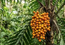 Como o betacaroteno do tucumã protege a fauna silvestre e impulsiona a bioeconomia sustentável nas comunidades da Amazônia