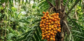 Como o betacaroteno do tucumã protege a fauna silvestre e impulsiona a bioeconomia sustentável nas comunidades da Amazônia