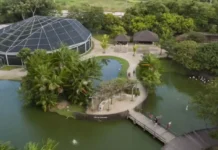 Como a recuperação do Mangal das Garças em Belém combina conservação ambiental e ecoturismo urbano na Amazônia