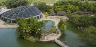 Como a recuperação do Mangal das Garças em Belém combina conservação ambiental e ecoturismo urbano na Amazônia