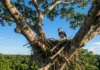 Gavião-real seleciona árvores emergentes com arquiteturas de galhos específicas para sustentar ninhos por décadas na Amazônia