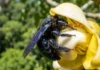 Como a complexa arquitetura floral da castanheira-do-pará exige a força de abelhas robustas para impulsionar a bioeconomia amazônica