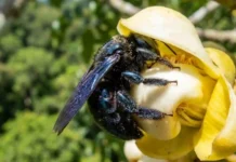 Como a complexa arquitetura floral da castanheira-do-pará exige a força de abelhas robustas para impulsionar a bioeconomia amazônica