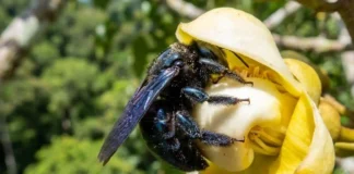 Como a complexa arquitetura floral da castanheira-do-pará exige a força de abelhas robustas para impulsionar a bioeconomia amazônica