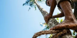 Como peconheiros de açaí desafiam a gravidade em palmeiras de 25 metros com técnicas ancestrais