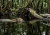 Como a onça-pintada domina a técnica de emboscada aquática para capturar jacarés nos igapós da Amazônia setentrional